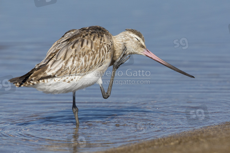 Bar-tailed Godwit